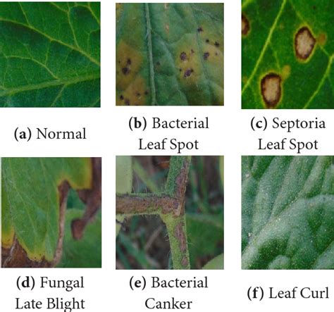 Figure 1 From Fuzzy And Neural Network Based Tomato Plant Disease