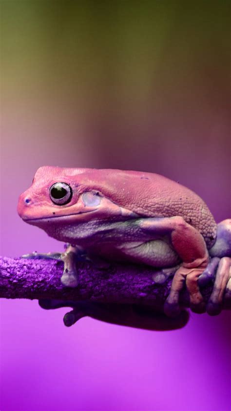 Frog Wallpaper En