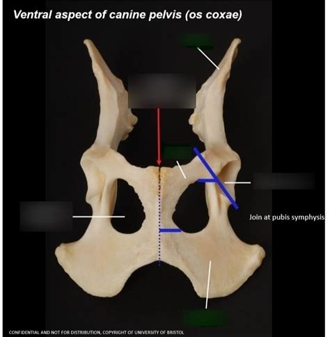Ventral Aspect Of Canine Pelvis Os Coxae Diagram Quizlet