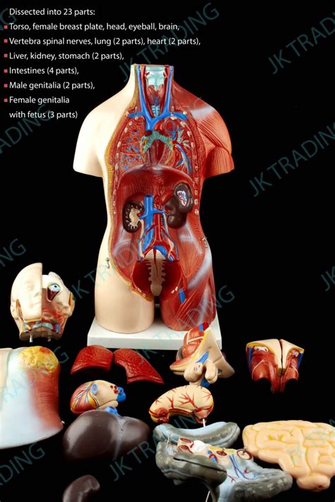 Anatomical Model Human 45cm 23 Part Unisex Torso Medical Anatomy