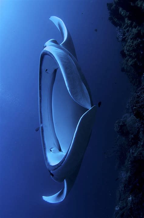 Manta Ray Ocean Creatures Manta Ray Sea Creatures