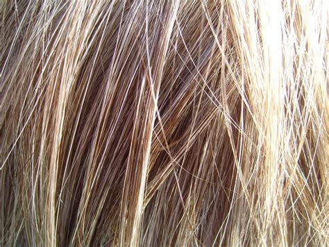 Fileblonde Hair Detailed Wikimedia Commons