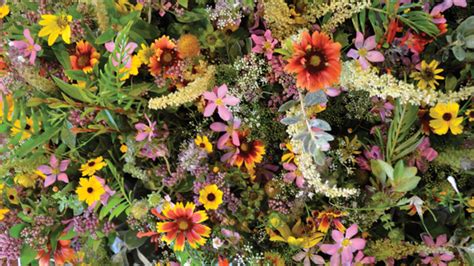 These are the search results for flowers. William's Wildflowers | Local and natural wildflower ...