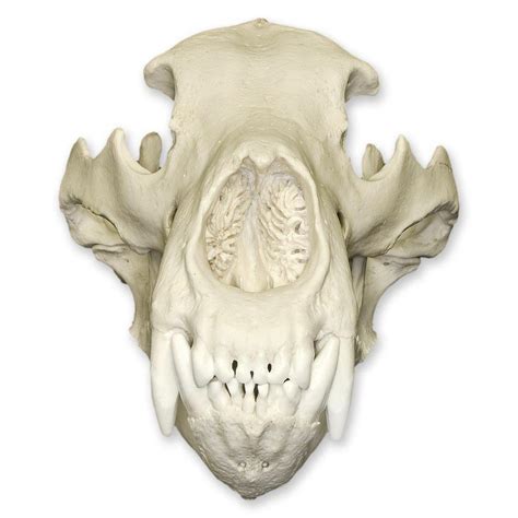 Replica Grizzly Bear Skull For Sale Skulls Unlimited International Inc