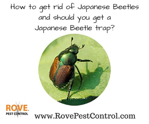 How To Get Rid Of Japanese Beetles And Should You Get A Japanese Beetle