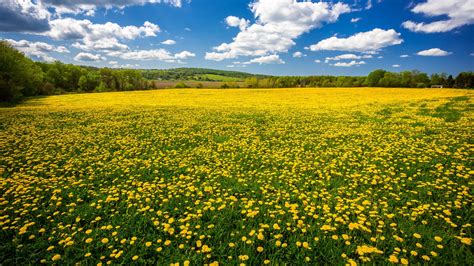 More than 3 million png and graphics resource at pngtree. Dandelion Field Flowers Spring Blue Sky And White Cloud ...