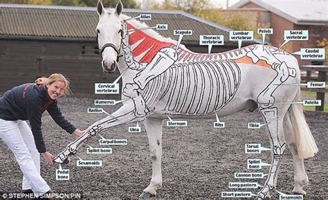 Horse diagram - horse judging | FFA | Pinterest | Horses
