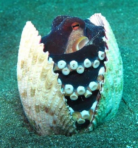 An Octopus In A Clam Shell Animais Lindos Belas Criaturas Criaturas