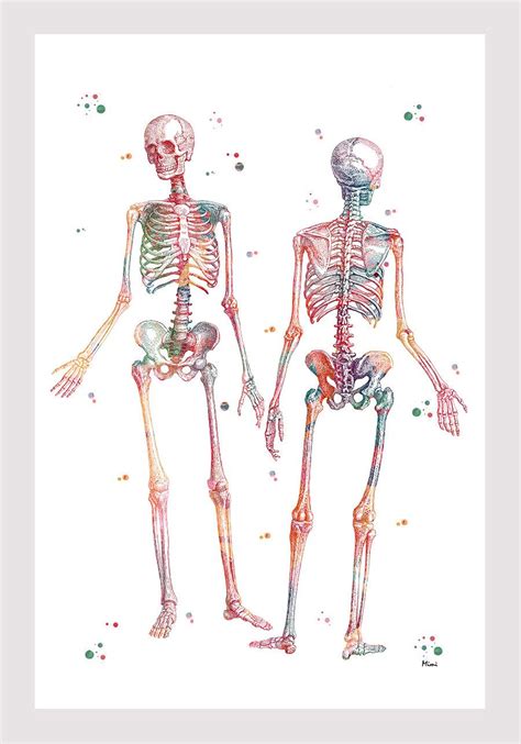 Human Skeleton Watercolor Print Skeletal System Poster Anatomy Etsy Human Bones Art Human