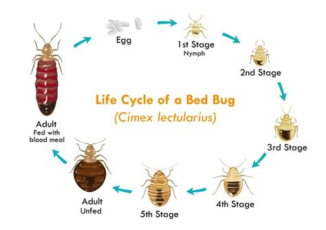 Bed Bugs Vs Roaches