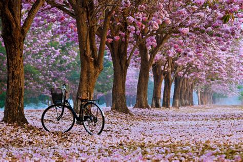 Fondos De Pantalla De Primavera Imágenes Primaverales En Hd