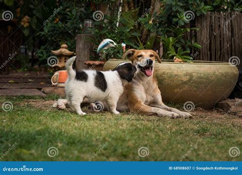 Mother Dog And Puppies Stock Image Image Of Puppies 68908607