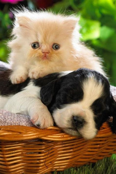 17 Best Images About Cute Kittens And Puppies Together On Pinterest