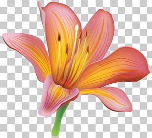 Lilium Stargazer Flower PNG Clipart Arumlily Clip Art Cut Flowers