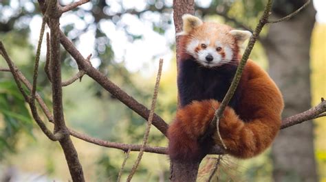 Species In Focus How The Endangered Red Panda Is Being Pushed Towards