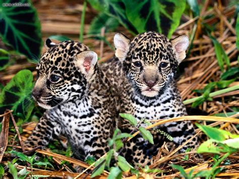 Animals Innocence Jaguar Cubs Picture Nr 14407
