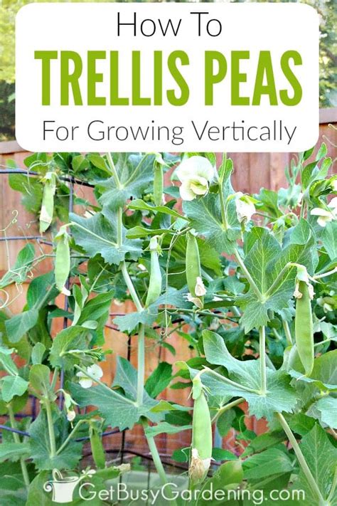 How To Trellis Peas In Your Garden Easy Guide Get Busy Gardening