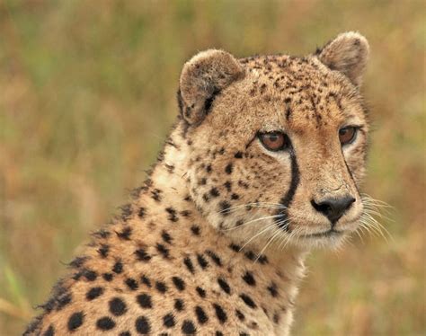 Keeping And Caring For Cheetah As A Pet 2022 Animals Home