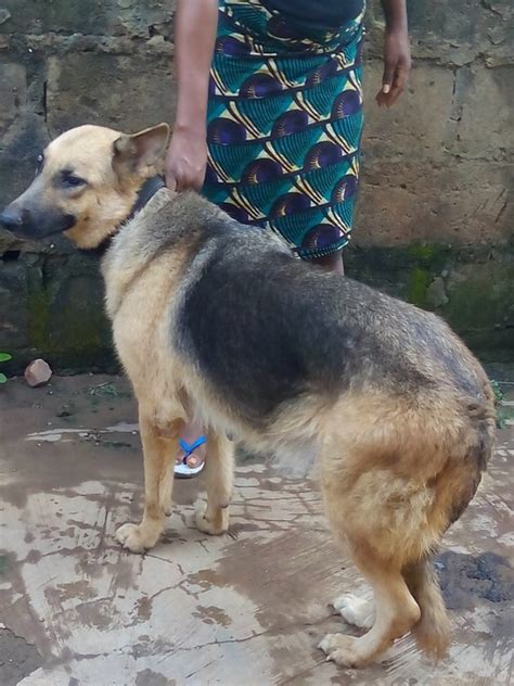 The breed has no connection with alsace. Adult Female Alsatian Dog For Sale - Pets - Nigeria