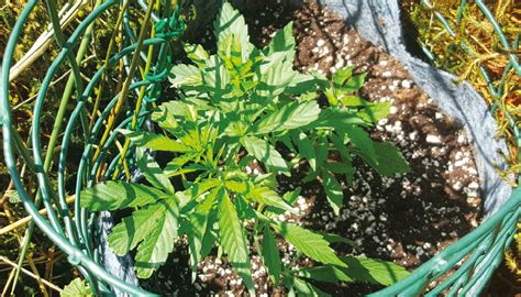 Can Cannabis Plants Grow In Winter Growdiaries
