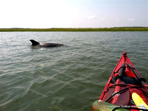 Charleston Outdoor Adventures Kayak Tours Kayaking Edisto Beach