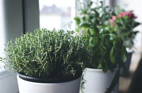 Growing Herbs Inside For The Winter