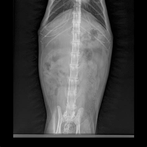 Normal Feline Thorax Radiography