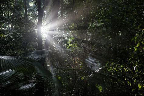 Sunlight And Rainforest Stock Image Image Of Afternoon 42085111