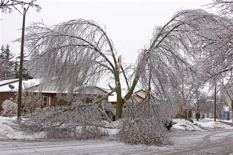 Winter Tree Damage How You Can Detect It And Prevent It