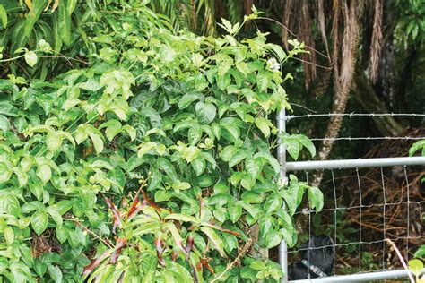 Build The Wall Or Fence The Story Of The Passionfruit Edible South