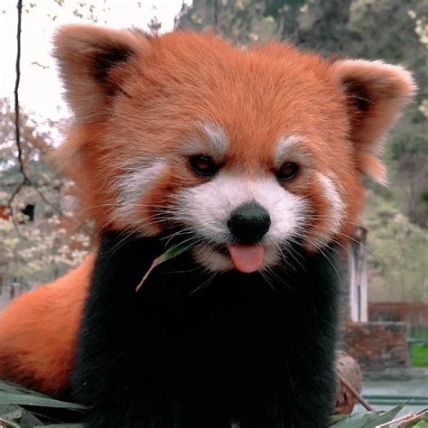 𝐜𝐨𝐦𝐦𝐨𝐧 𝐧𝐚𝐦𝐞 Red Panda 𝐬𝐜𝐢𝐞𝐧𝐭𝐢𝐟𝐢𝐜 𝐧𝐚𝐦𝐞 Ailurus Fulgens 𝐭𝐲𝐩𝐞 Mammals
