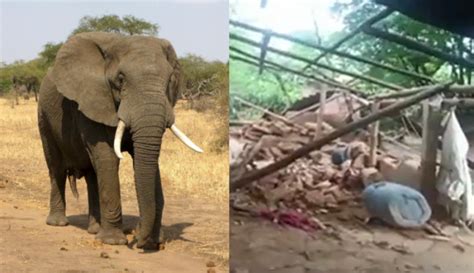 Elefante Que Matou Idosa E A Pisoteou Em Funeral Re Ne Manada E Destr I