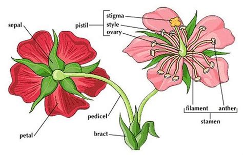 Bunga ini dikenal sebagai nama latinnya yaitu epilobium, yang jenisnya mencapai 200 spesies. sebutkan bagian bunga dan nama latinnya! - Brainly.co.id