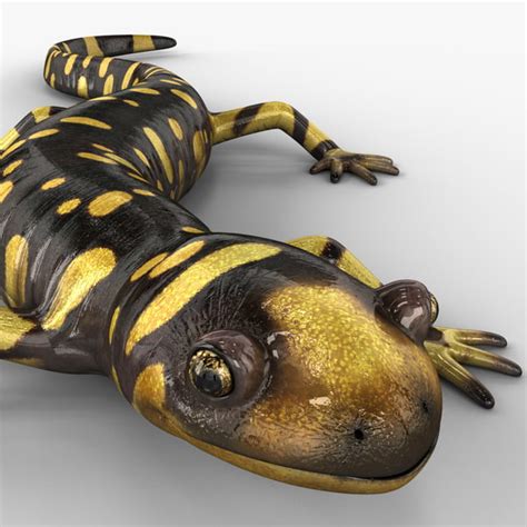 Tiger Salamander Pose 2 3d Model