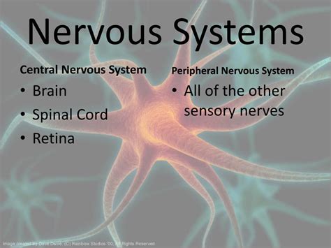 Ppt The Nervous System Powerpoint Presentation Free Download Id