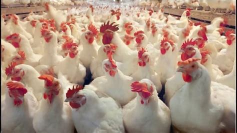 How To Begin Poultry Farming East Man Egg