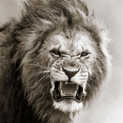 Fierce Lion Drawing At Getdrawings Free Download