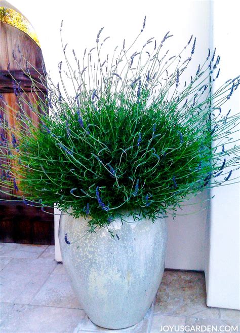 How To Grow Lavender In Pots A Quick Care Guide