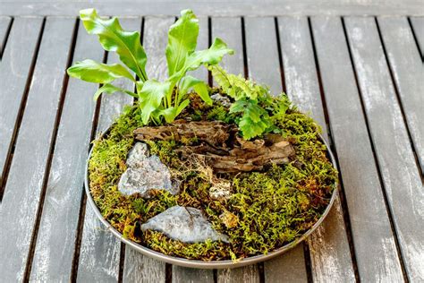 How To Make A Tabletop Moss Garden