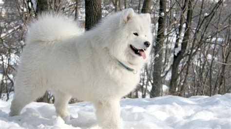 samoyed dog dogs canine wallpapers hd desktop  mobile backgrounds