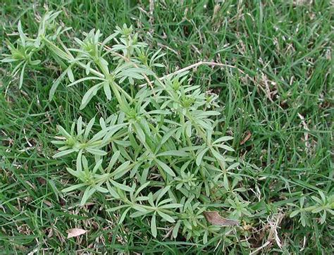 Southern Lawn Weed Identification Pictures The