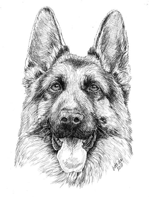 Click the german shepherd dogs coloring pages to view printable version or color it online (compatible with ipad and android tablets). German shepherd coloring pages to download and print for free