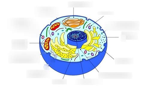 Biology Ch 7 Eukaryotic Animal Cells Diagram Quizlet