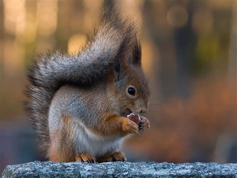 Selective Focus Photography Of Brown Squirrel Hd Wallpaper Wallpaper