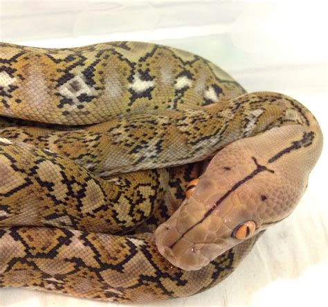 Sw England Super Dwarf Reticulated Python Reptile Forums