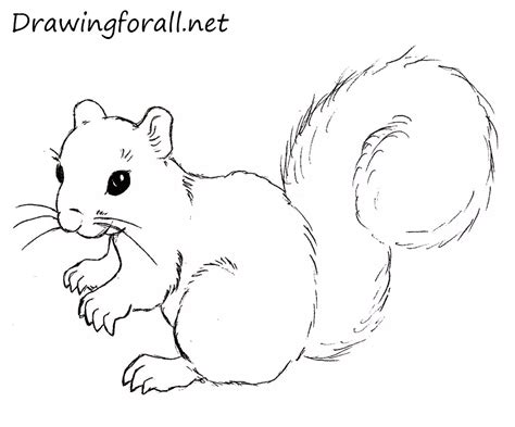 How To Draw A Squirrel