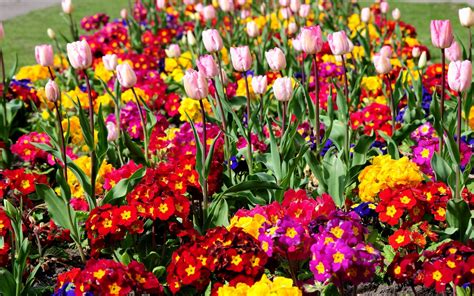 Free Download Flower Garden Wallpaper 20133 2560x1600 For Your