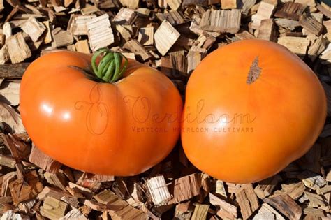 Orange Tomatoes Vertiloom
