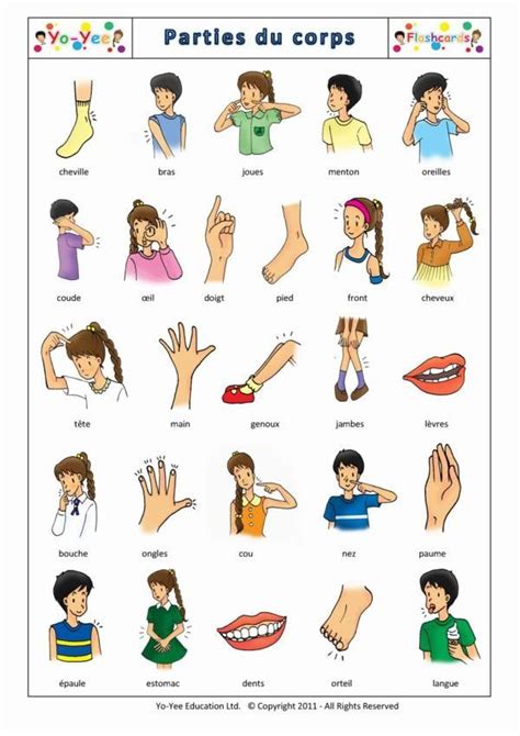 Parties Du Corps Learning English For Kids Flashcards For Kids