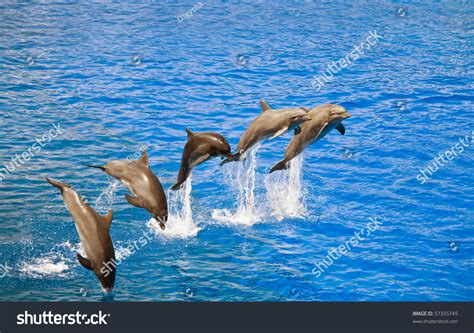 Five Happy Dolphins Jumping Out Of The Water Stock Photo 57335749